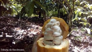 Bahia celebra Dia do Cacau com melhoria na produção de amêndoas e chocolates de qualidade - bahia