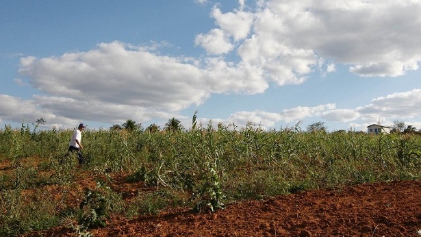 Cidade baiana lidera produção agrícola no Brasil - economia, bahia