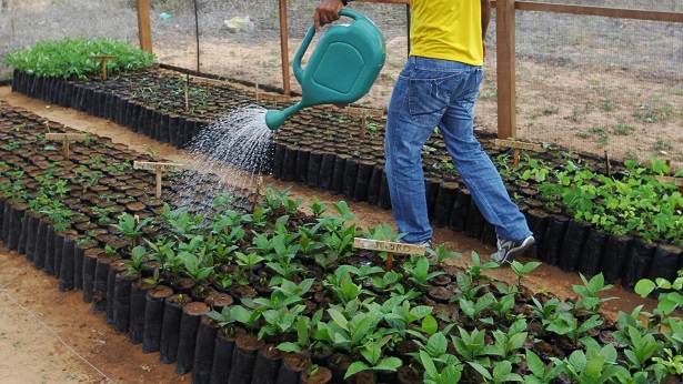 Bahia é responsável por 64% do guaraná produzido no Brasil - bahia