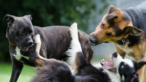 SAJ: Prefeitura realizará 2ª etapa de cadastramento para castração de Cães e Gatos - saj