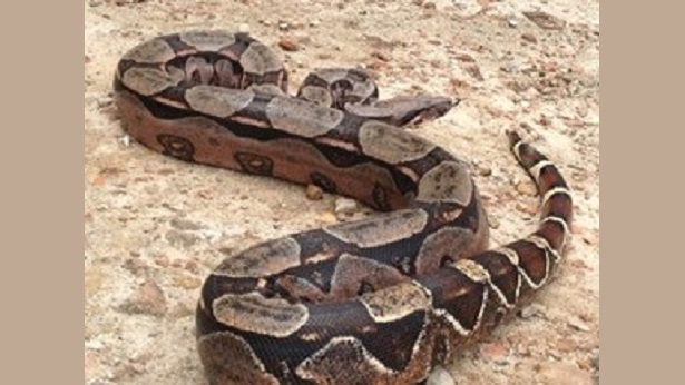 São Felipe: Cobra de dois metros é encontrada em escola - sao-felipe, destaque