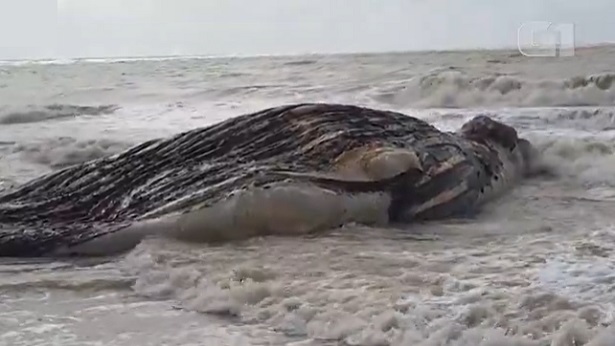 Alcobaça: Baleia jubarte é encontrada morta em praia - noticias, bahia, alcobaca