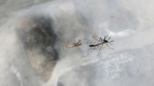 Vitória da Conquista confirma primeira morte por dengue neste ano - vitoria-da-conquista, destaque, bahia