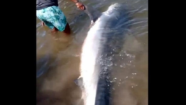 Ituberá: Carne de tubarão é repartida após animal ser encontrado morto em praia - itubera, bahia