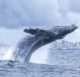 Ilhéus: Abertura da Temporada das Baleias acontece no sábado (10) - noticias, ilheus, destaque, bahia