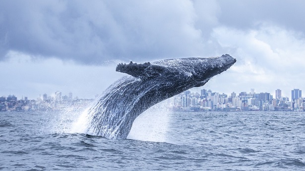 Costa baiana recebe baleias jubarte e inicia temporada de turismo de observação - bahia