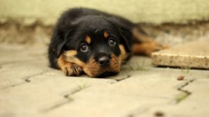 Pets também podem sofrer com ansiedade: saiba como reconhecer os sinais e o que fazer nesses casos - brasil