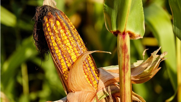 Irecê: Produtores de milho esperam colher 350 mil toneladas na atual safra - irece, economia, bahia