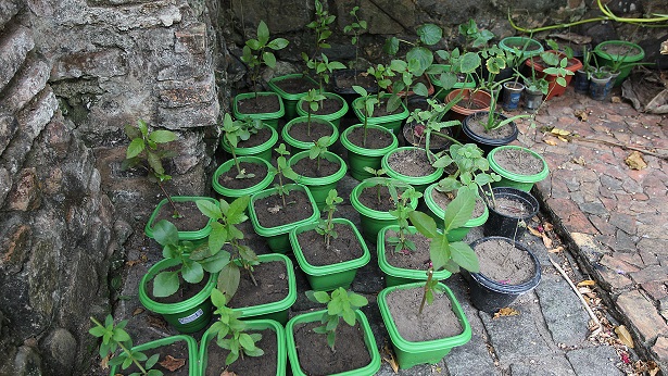 Seis cuidados no uso de plantas medicinais - saude