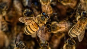 Elísio Medrado: Homens são atacados por abelhas na zona rural - elizio-medrado, destaque, bahia