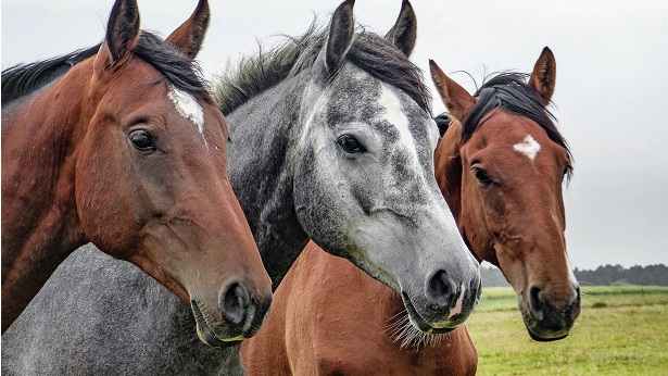 Encefalomielite viral mata 85 a cada 100 equinos afetados - brasil