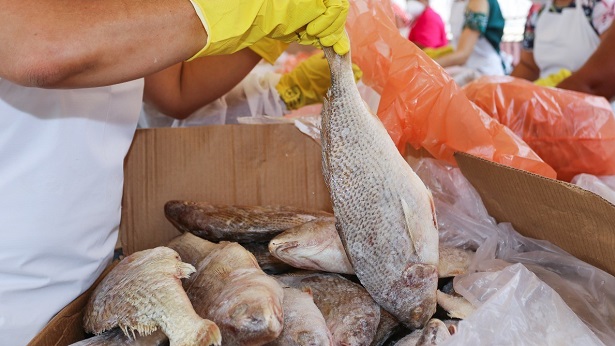 SAJ: Município distribuirá cerca de 20 toneladas de peixe na terça-feira (04) - saj, destaque
