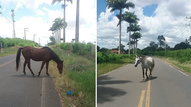 Amargosa: Animais na pista deixam trânsito perigoso na BA-540 - noticias, amargosa