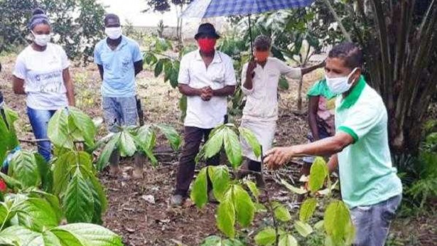 Ituberá: Guaraná produzido pela agricultura familiar conquista mercados nacional e internacional - noticias, itubera, bahia