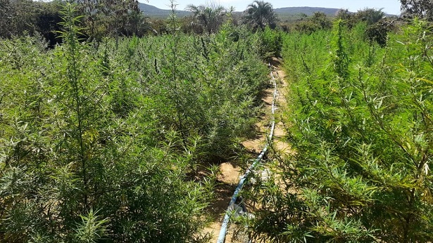 Seabra: Plantação de maconha é erradicada no Baixio da Aguada - seabra, policia, bahia