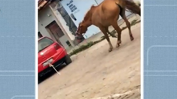 Poções: Ministério Público pede prisão de comerciante flagrado arrastando égua com carro - pocoes, justica, bahia