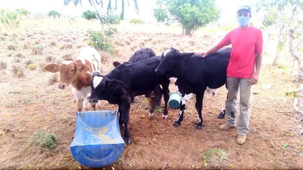 Jeremoabo: Atividade leiteira em Barroca registra aumento de mais de 200% na produção - jeremoabo, bahia