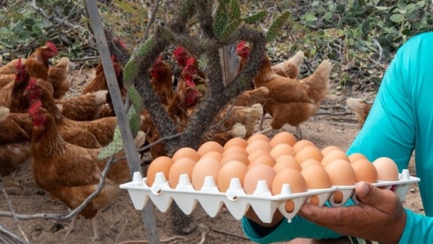 Juazeiro: Produção de ovos de comunidades rurais ganha espaço em mercado da região - juazeiro, bahia