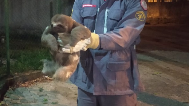 Porto Seguro: Bicho preguiça é resgatado com ferimento na BR-367 - porto-seguro, bahia