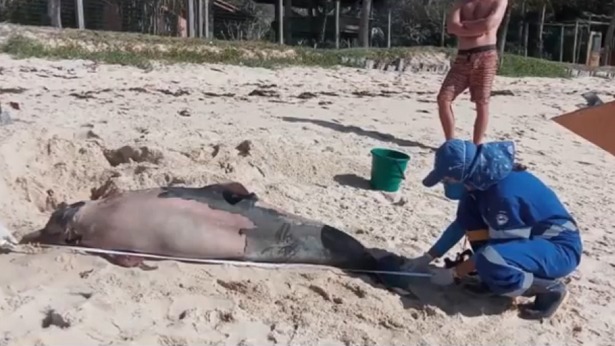 Porto Seguro: Banhistas encontram golfinho morto em praia de Arraial D’Ajuda - porto-seguro, bahia