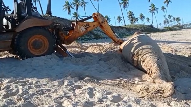 Camaçari: Filhote de baleia jubarte é encontrado morto em praia - noticias, camacari
