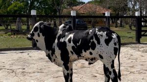 Cotegipe abriga o maior programa de avaliação e melhoramento genético de pecuária no Estado da Bahia - cotegipe, bahia