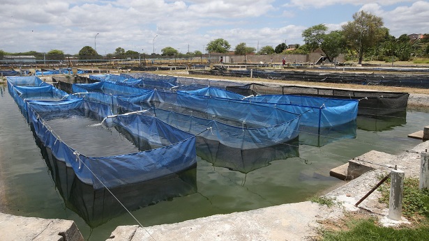 Saubara: Município recebe investimento de R$ 120 mil em piscicultura - saubara, economia, bahia