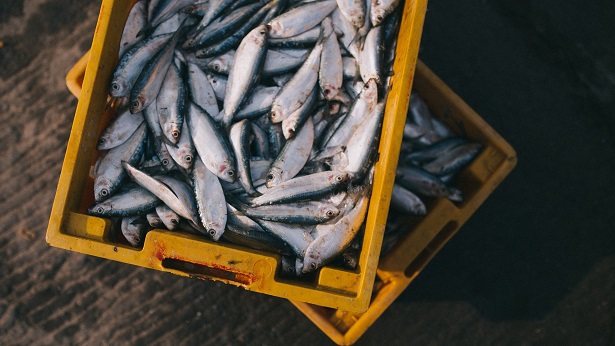 SAJ: Município distribuirá senhas para recebimento de peixes - saj, destaque