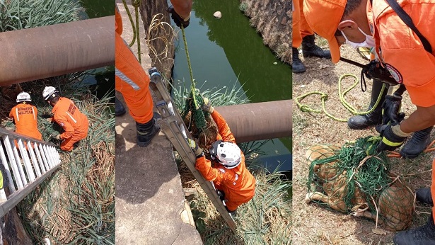 Barreiras: Bombeiros resgatam cachorro em canal de esgoto - noticias, barreiras, bahia