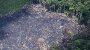 Desmatamento nos biomas brasileiros cresce 22% em 2022 - meio-ambiente, brasil