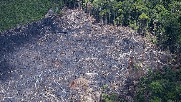 Com dados preliminares, alertas de desmatamento na Amazônia caem 71% em agosto - meio-ambiente