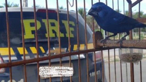 Itaberaba: PRF apreende 40 aves em situação de maus-tratos dentro de táxi - policia, itaberaba, bahia