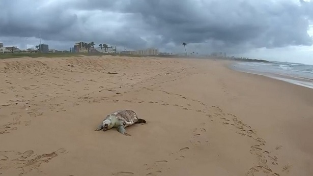 Tartaruga-marinha é encontrada morta na praia da Boca do Rio, em Salvador - salvador, bahia