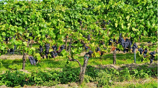 Chapada Diamantina: Executivos portugueses conhecem potencial vitivinícola da região - economia, chapada-diamantina, bahia