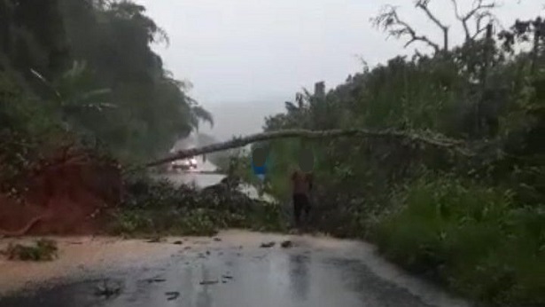 Queda de árvore bloqueia rodovia entre Mutuípe e Jiquiriçá - mutuipe, bahia