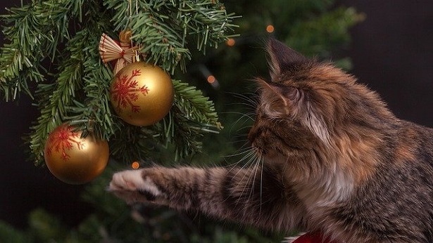 Meu pet subiu na árvore de Natal, e agora? - pet