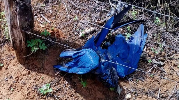 MP investiga se mortes de araras-azuis na Bahia têm relação com eletrocussão - bahia