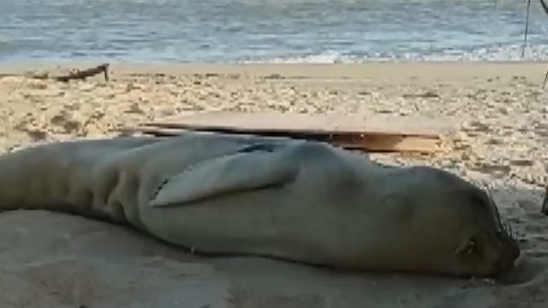 Nova Viçosa: Elefante-marinho debilitado é resgatado em ilha - nova-vicosa