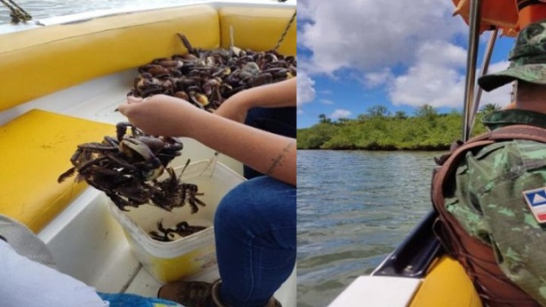 Camamu: Polícia Militar liberta mais de 6 mil caranguejos de cativeiros ilegais - policia, destaque, camamu