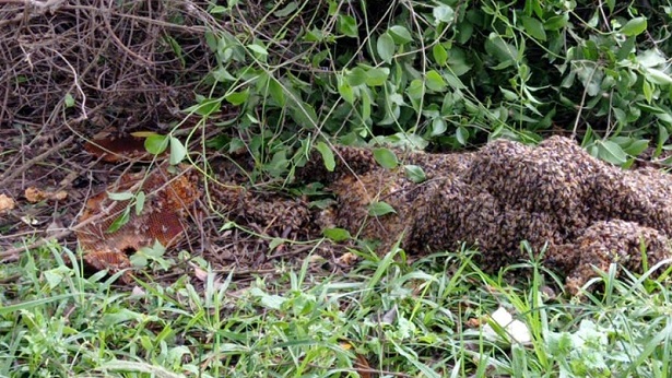 Cruz das Almas: Bombeiros Civis removem enxames de abelhas - noticias, cruz-das-almas