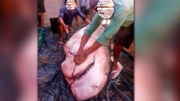 Santa Cruz Cabrália: Pescadores que mataram tubarão-tigre podem responder por crime ambiental - santa-cruz-cabralia, bahia