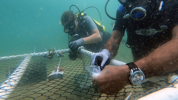 Projeto testa na Baía de Todos-os-Santos tecnologia para acelerar restauração de corais a partir do uso do plástico - bahia