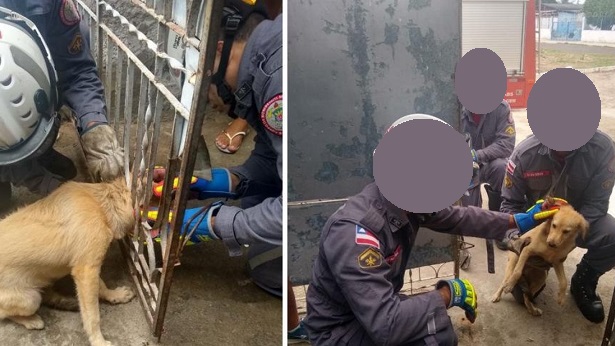 Paulo Afonso: Bombeiros resgatam cachorro que ficou com cabeça presa em portão - paulo-afonso, bahia