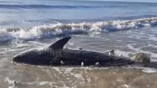 Prado: Tubarão com mais de 3,5 m é encontrado morto em praia - prado, bahia