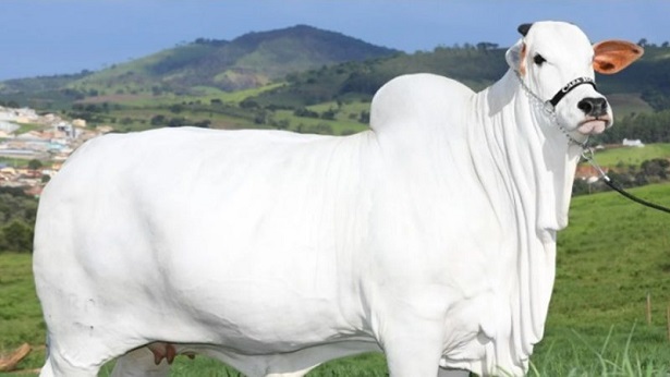 Vaca é leiloada por R$ 7,98 milhões em feira pecuária de Minas Gerais - economia