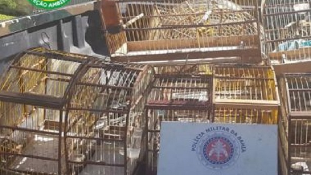 Santa Cruz Cabrália: Polícia Militar resgata 10 aves silvestres - santa-cruz-cabralia