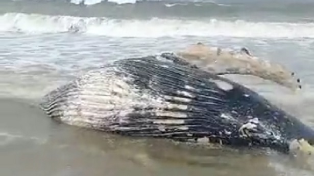Ituberá: Filhote de baleia Jubarte aparece morto na Praia de Pratigi - itubera, destaque, bahia