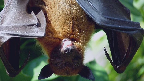 Feira de Santana: Secretaria de Saúde confirma segundo caso de raiva em morcego - saude, feira-de-santana