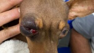 Jaguaquara: Homem é preso após agredir cachorro a pauladas - policia, noticias, jaguaquara, bahia