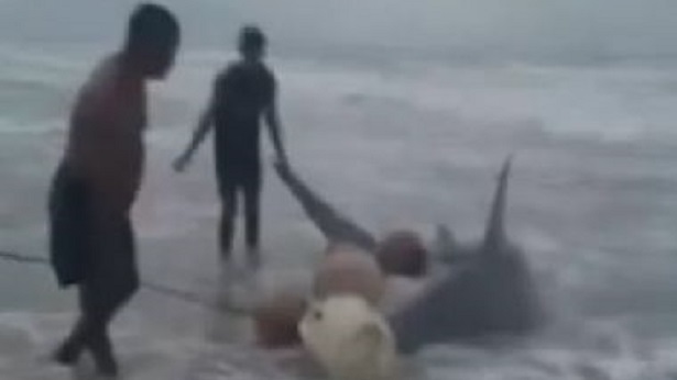 Esplanada: Tubarão-martelo de 2 metros aparece morto em rede de pesca - esplanada